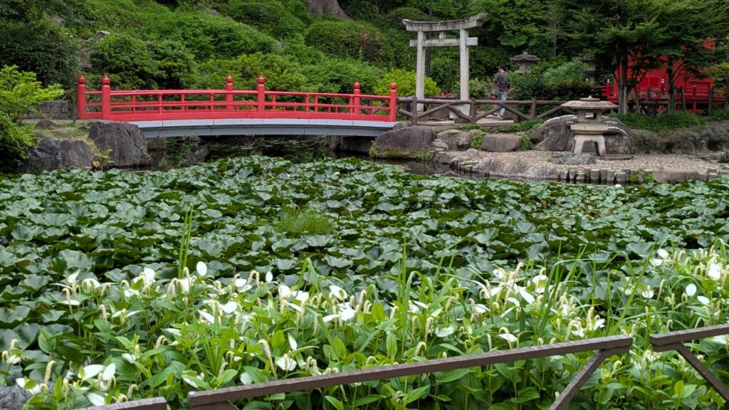 半夏生