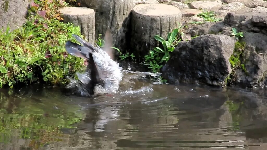 ハトの水浴び