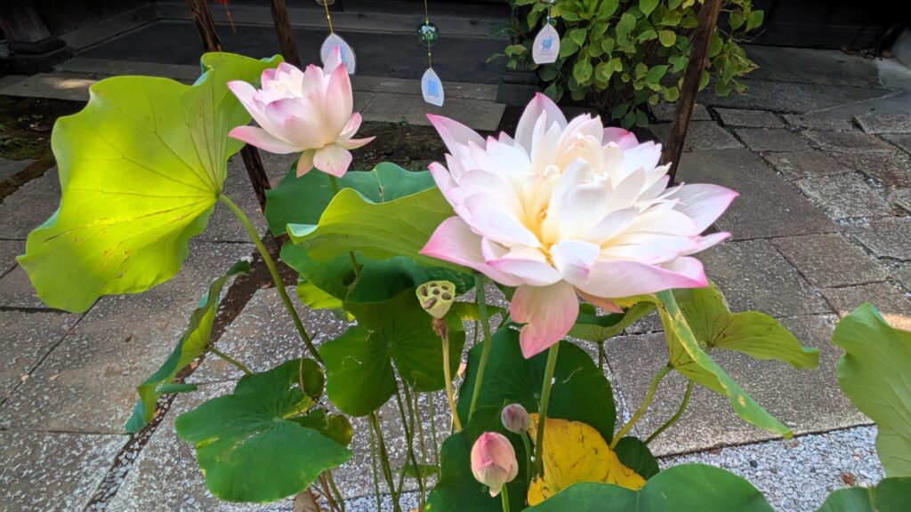 蓮の花